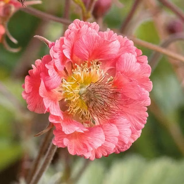 Marshalls Garden Pink Petticoat Geum Perennial Plant, Pink