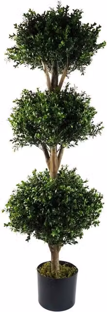 Botanik UK 120cm Triple Ball Buxus Boxwood Tree in Green