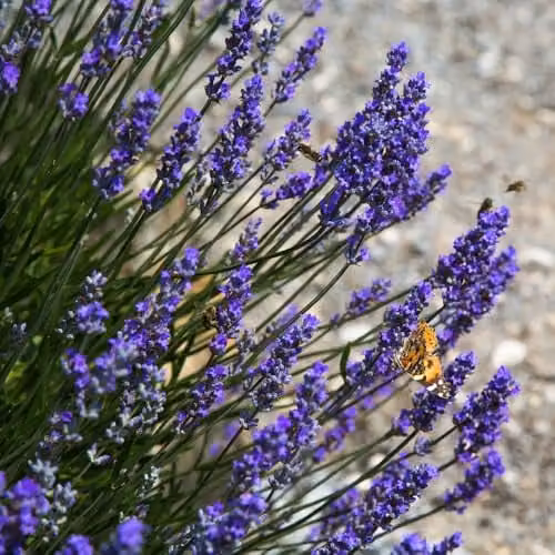 YouGarden 12 English Hidcote Lavender Hedging Plants in 9cm Pots, Purple Perennial Outdoor Plants – 3