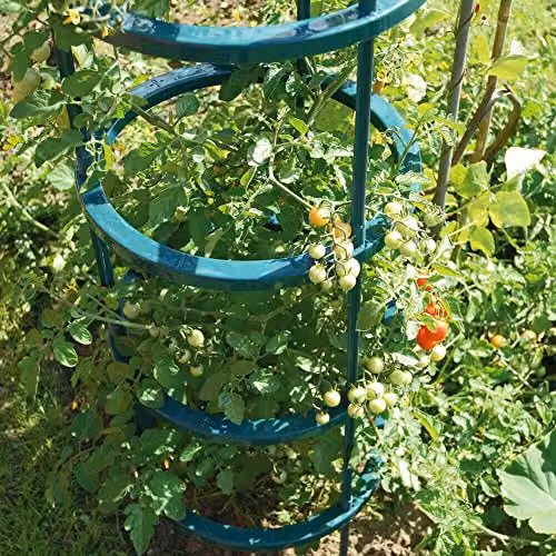 Thompson and Morgan Obelisk Tomato Growing Supports, Pack of 3, Black and Green Plastic – 2