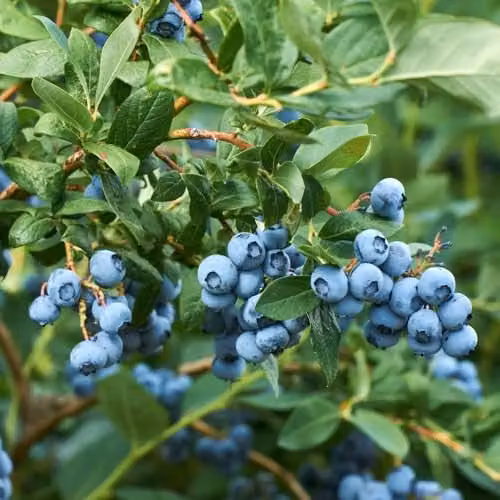 Thompson & Morgan Blueberry Osorno Early to Mid-Season Variety, 1.5 Litre Pot