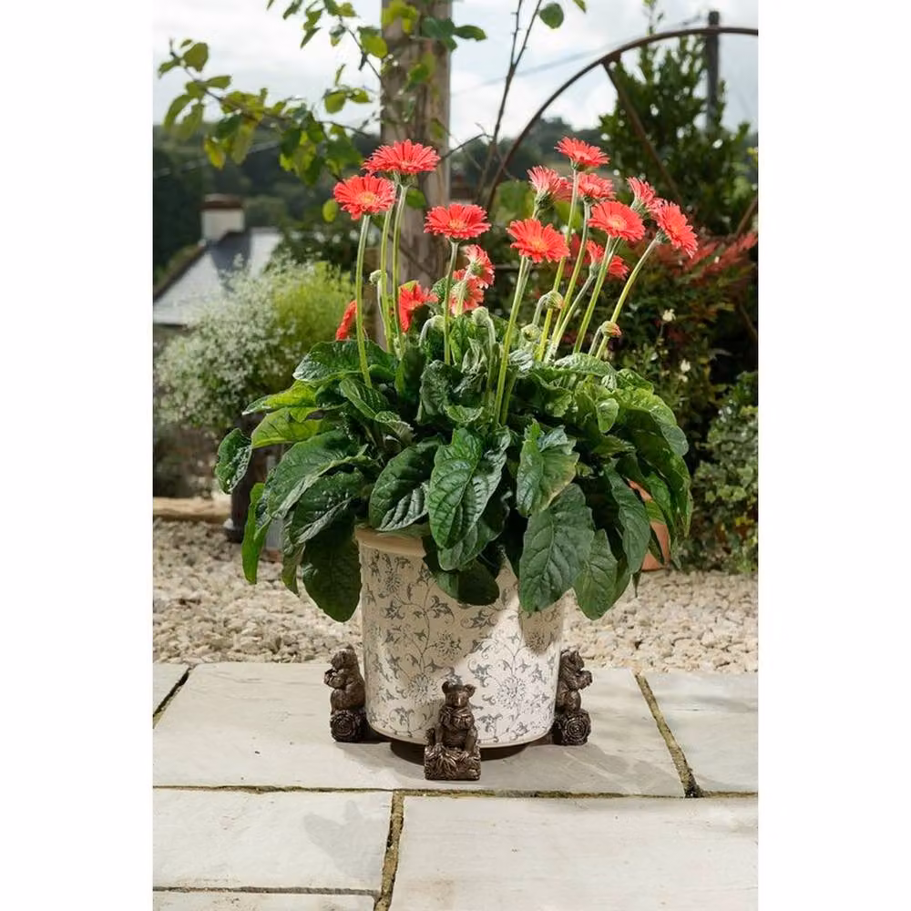 Potty Feet Koala Bear Plant Pot Feet, Set of 3, Bronze, L9 x W9 x H11 cm – 5