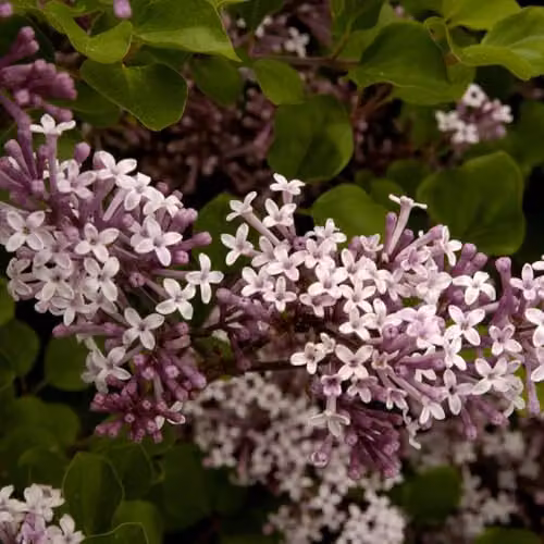 YouGarden Syringa Palibin Dwarf Lilac Ornamental Shrub, Purple and Green, 3L – 7
