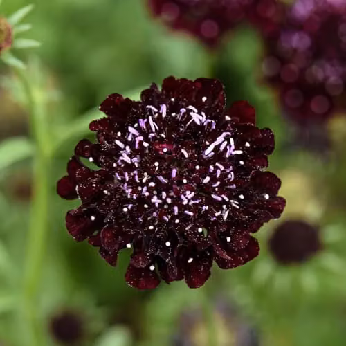 Thompson & Morgan Scabiosa Ace of Spades Flower Seeds, 25 Seeds per Packet