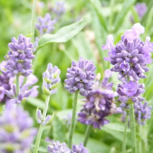 Thompson & Morgan Compact Lavender Dwarf Blue Ornamental Shrub, 3 x 9cm Potted Plants, Blue/Purple