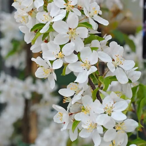Thompson & Morgan Crab Apple Sugar TYME Hardy Deciduous Tree with Fragrant White Blossoms and Red Fruits, 2 x 12 Litre Pots – 1