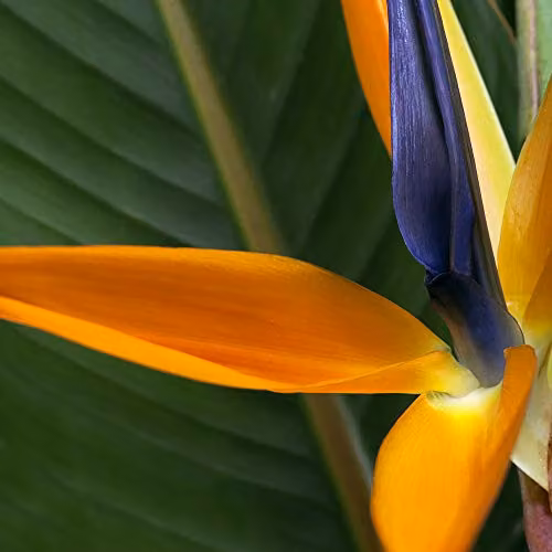 Thompson and Morgan Strelitzia Bird of Paradise Flowering Perennial Plant, 1 x 9cm Pot – 4