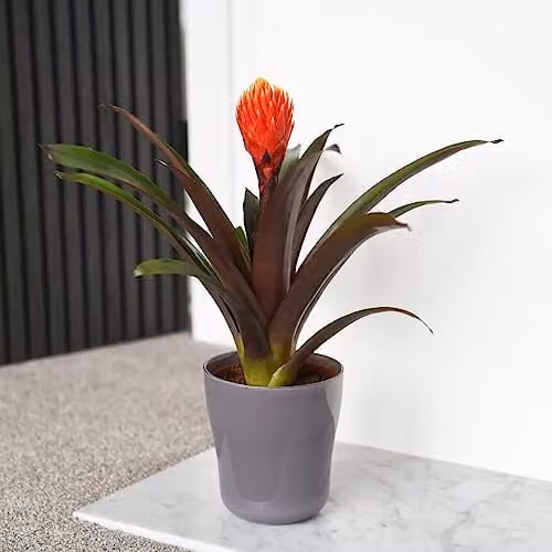 Thompson and Morgan Guzmania Tala Flowering Houseplant in a 12cm Pot, Orange and Green