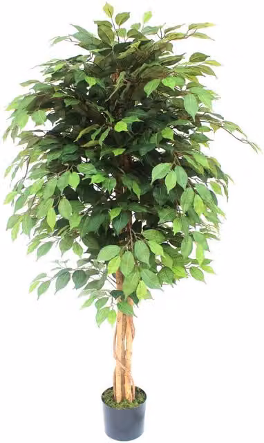 Leaf Artificial Ficus Tree in Green and Black, Height: 150 cm, Width: 70 cm