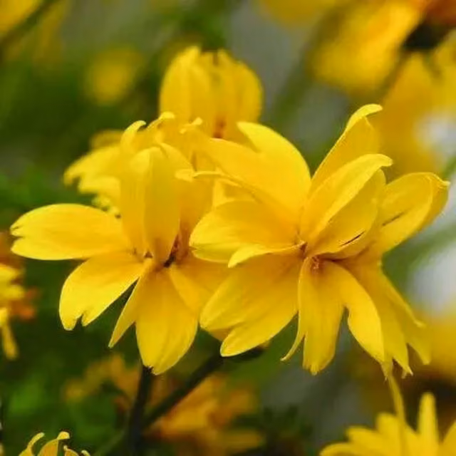 Plants by Post Bidens Double Yellow Bedding Plants, Pack of 3, 9cm Pots