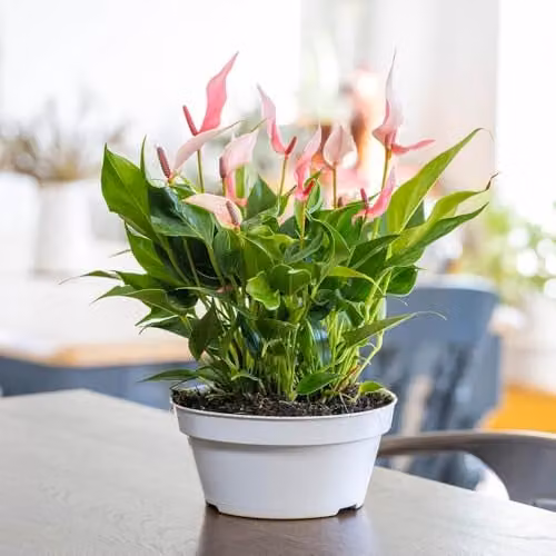 YouGarden Anthurium Lilli Pink Flamingo Flower Indoor Houseplant in 17cm Pot – 1