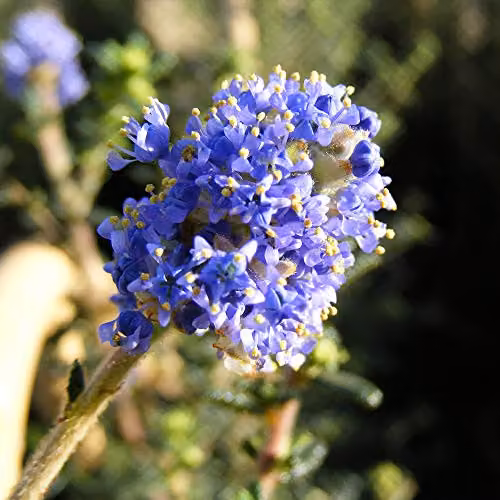 Thompson & Morgan Ceanothus Puget Blue Californian Lilac Flowering Climbing Shrub, Blue, 2 x 3 Litre Pots