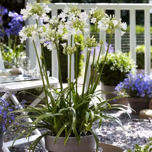 Thompson & Morgan Agapanthus Blue & White Collection Hardy Perennials, 6x Bare Roots and 2x 39cm Pots – 2