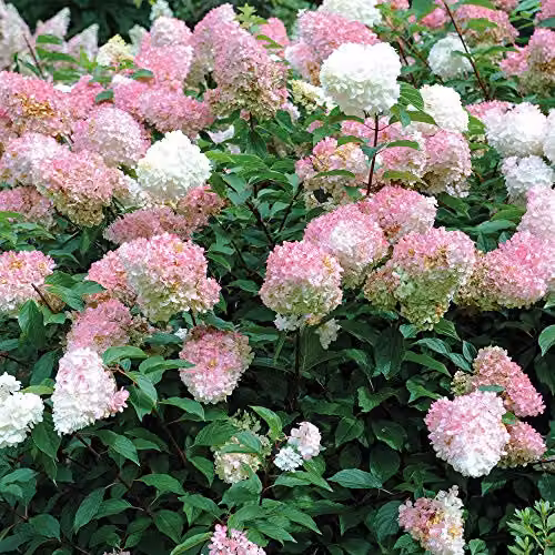 Thompson & Morgan White Vanille Fraise Hydrangea Ornamental Outdoor Shrub in 8cm Pot – 3