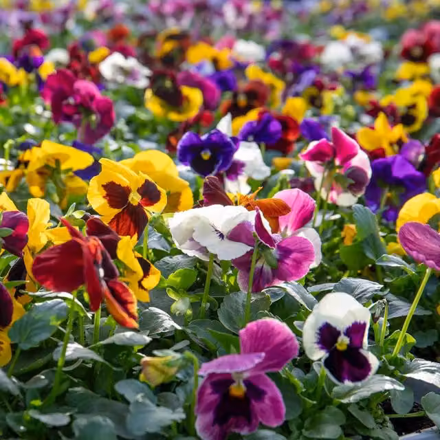 Marshalls Garden Pansy Matrix Blotched Mix Multicolour Bedding Plant