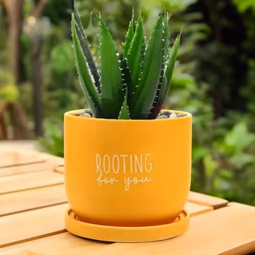Widdop and Co Country Living Rooting For You Ceramic Plant Pot with Saucer in Yellow, W/D/H: 15.3 x 15.3 x 15.3 cm – 2