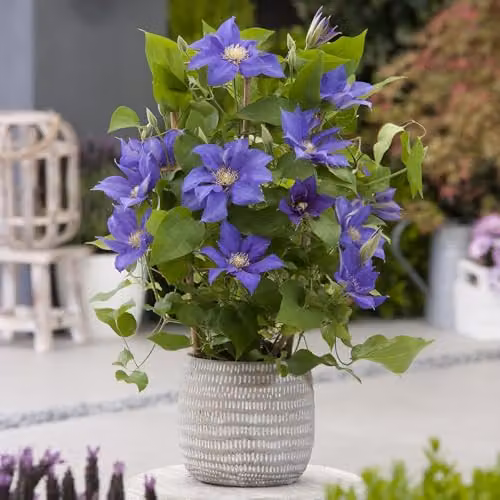 YouGarden Blooming Fast Clematis Feed, 900g Organic Slow Release Plant Tonic for Climbing Plants – 2