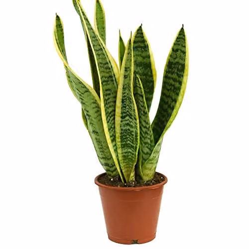 Thompson and Morgan Sansevieria Trifasciata Var. Laurentii Indoor Houseplant, Potted, 19 cm – 2