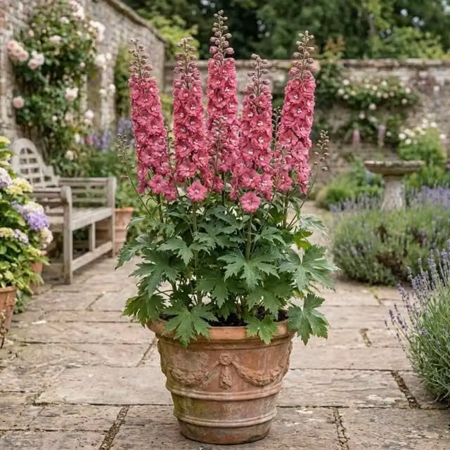 Plants By Post Delphinium Pixie Rose Rocket Pink Perennial Plant