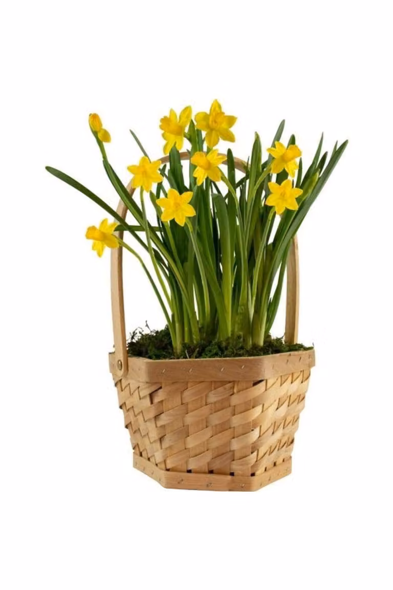 KDMD Hexagon Open Weave Foldable Baskets with Handles in Natural Brown Plastic