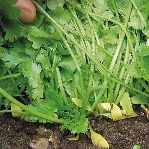 Thompson and Morgan Calypso Coriander Herb Seeds, Green, Hardy Annual with Bolting Resistance