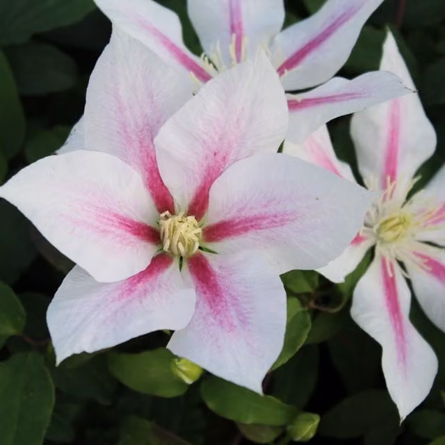Plants By Post Clematis Andromeda Pink and White Outdoor Climbing Ornamental Garden Plant