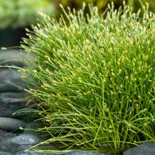 Thompson and Morgan Scirpus Cernuus Slender Club Rush Hardy Marginal Aquatic Plant, 2 x 1 Litre Pots – 1