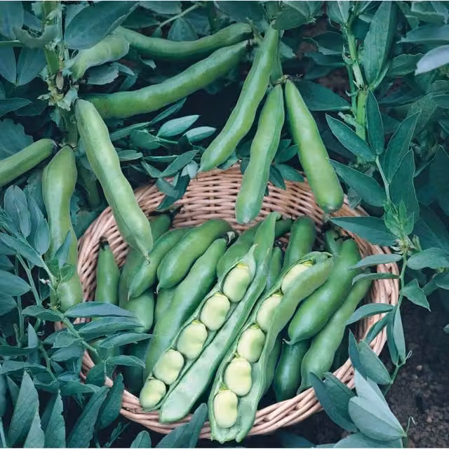 Unwins Bunyards Exhibition Broad Bean Vegetable Seeds, Green and White