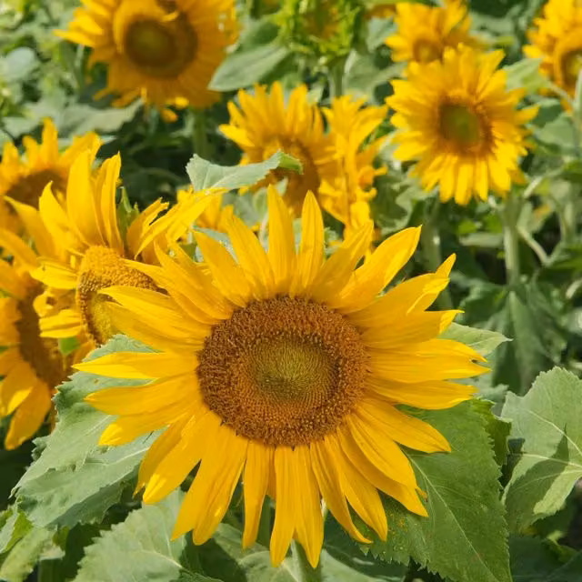 Marshalls Irish Eyes Dwarf Multi-head Sunflower Seeds, Golden-Yellow, 30 Seeds