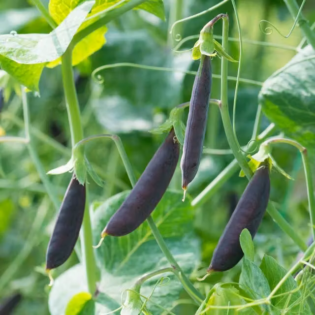 Marshalls Garden Purple Magnolia Sugar Snap Pea Seeds with Purple Pods and Bicolour Flowers, 50 Seeds