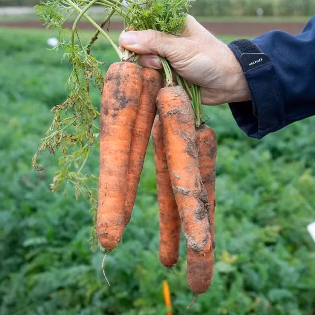 Marshalls Nandor F1 Carrot Vegetable Seeds