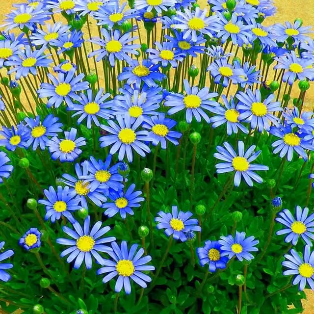 Set of 3 Plant Theory Blue Felicia Amelloides Kingfisher Daisy Bedding Plants in 9cm Pots