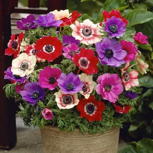 YouGarden Anemone de Caen Bulbs, Set of 150, Multicolour Spring Flowering Flowers