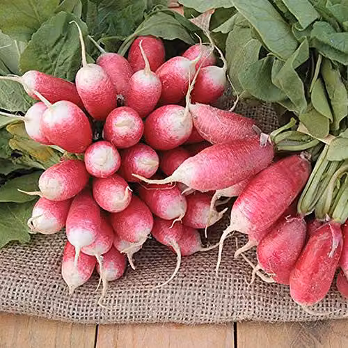 Thompson and Morgan French Breakfast 4 Radish Seeds, 400 Seeds per Packet – 2