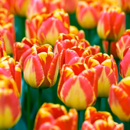 YouGarden Tulip Banja Luka Red and Yellow Spring Flower Bulbs, 24 Bulbs – 1