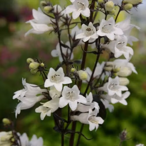 Thompson & Morgan Penstemon Digitalis Husker Red Hardy Perennial Plant with Ruby Red Foliage and Blush-White Flowers, 9cm Pot – 1