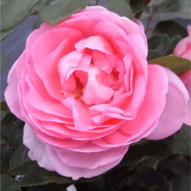 Plants by Post Mum in a Million Fragrant Mid-pink Shrub Rose in a Pot