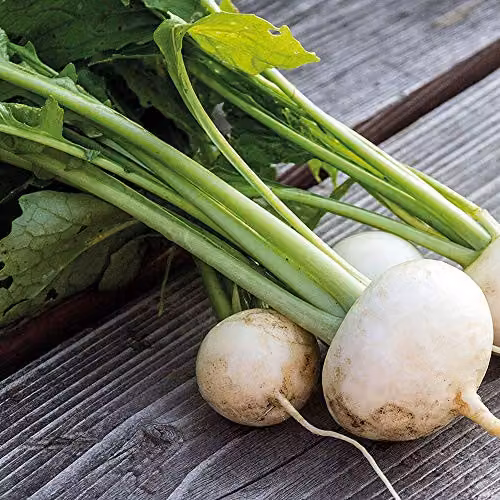 Thompson and Morgan Rapa De Lodi Turnip Seeds, White, 5000 Seeds – 3