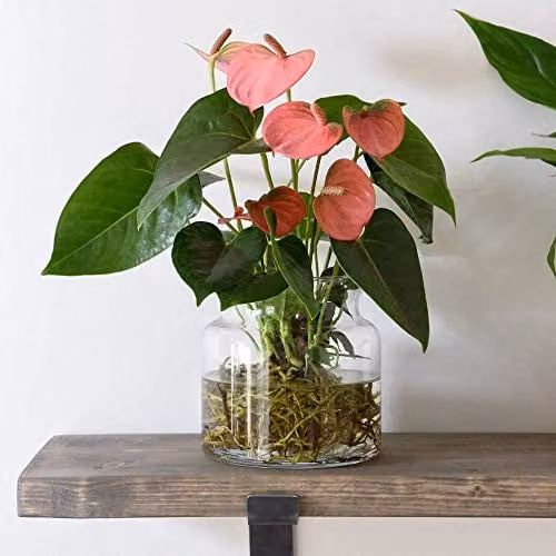 Thompson and Morgan Anthurium Aqua Salmon Flowering Perennial House Plant in a Clear Glass Vase
