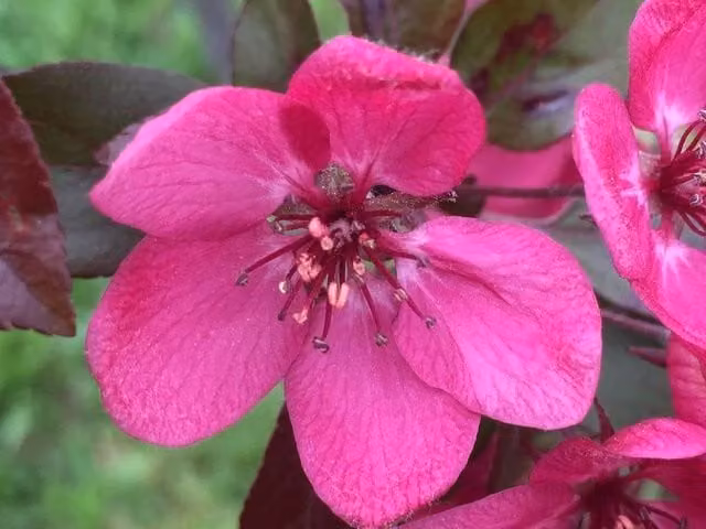 Direct Plants Malus Toringo Scarlett Apple Fruit Tree, Height: 182.88 cm, Green and Pink