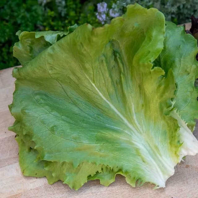 Marshalls Garden Iceberg Barcelona Lettuce Seeds, 250 Seeds