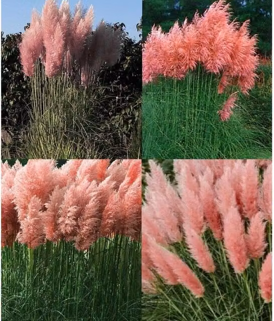 Direct Plants Cortaderia Rosea Pink Pampas Grass Perennial in a 3 Litre Pot