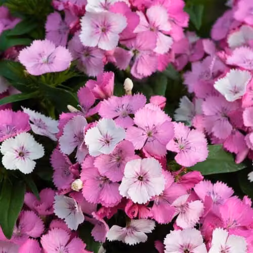 Plant Theory Dianthus Sweet William Dart Raspberry Pink and White Autumn Bedding Plant in 9cm Pot