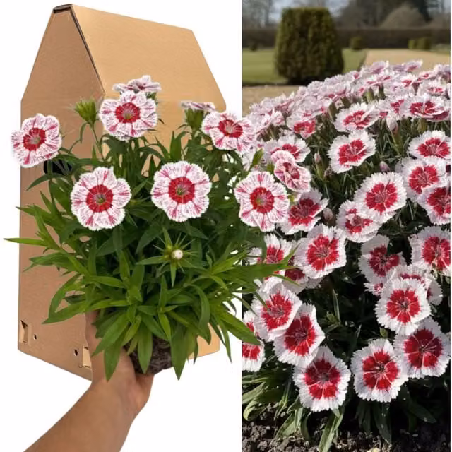 Plants By Post Cosmos Apollo White Elegant Garden Plant, 2L