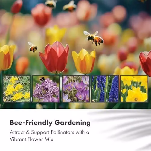 GreenBrokers 5 Month Flowering Bulb and Flower Seed Collection in Purple and Multicolour for Ornamental Spring Gardens – 1
