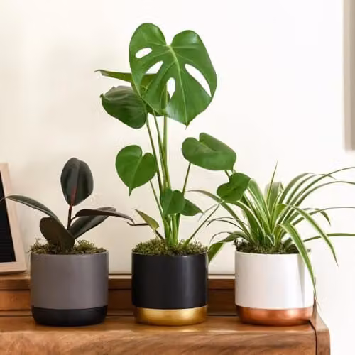 Thompson and Morgan Urban Jungle Trio Houseplants Collection of 3 Easy Care Tropical Indoor Plants with Pots