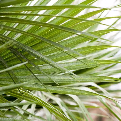 YouGarden Hardy Fan Palm Chamaerops humilis, Green Ornamental Tree in 20cm Pot, 60-80cm Tall – 2