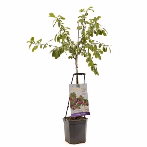 Thompson & Morgan Plum Wonder Tree Victoria Compact Fruit Tree in 24cm Pot – 2