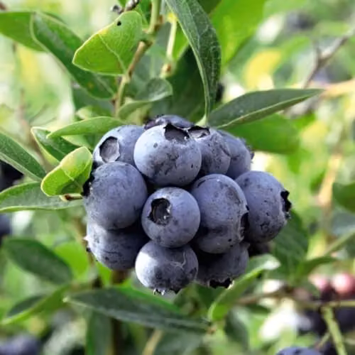 Thompson & Morgan Blueberry Duo Ornamental Fruit Shrubs, 2 x 9cm Potted Plants, Blue and Purple – 2