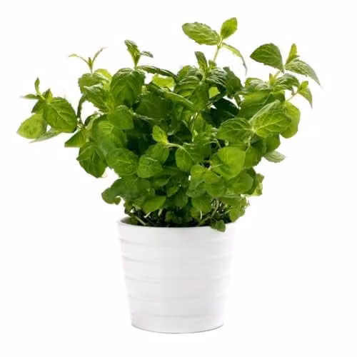 Thompson & Morgan Peppermint Herb Plant, 3 x 1 Litre Potted Plants